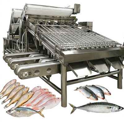 Buon prezzo Alta velocità Zolim Automatic Saury Sorting Machine Roller Grader 1 Persona Operatore Pesce piccolo Equipaggiamento di misura dei pesci marini in linea