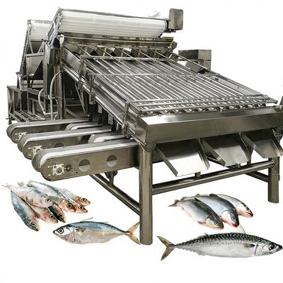 Buon prezzo Selezionatrice e classificatrice automatica per sardine di grande capacità con calibratrice per pesci a rulli 4,9KW in linea