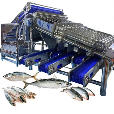 Buon prezzo Selezionatrice impermeabile per pesci a rulli Selezionatrice per sgombri Attrezzatura per smistamento di pesci di grande capacità per la fabbrica di pesce in linea