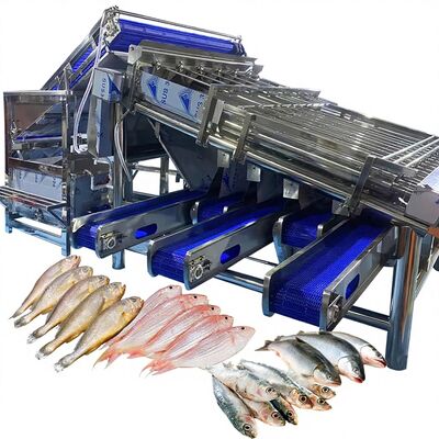 Buon prezzo Efficiente piccola selezionatrice gialla per ombrine Piccola selezionatrice a rulli gialla per ombrina per piante ittiche Selezionatrice per pesci 4.9KW in linea