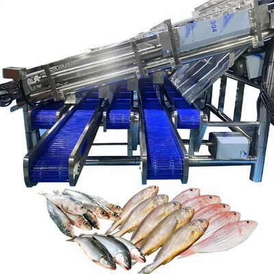 Buon prezzo Classificatore automatico di pesci a 12 rulli per 4-5 dimensioni per piante di pesci Selezionatrice a rulli per pesci Macchina automatica per classificazione di pesci Selezionatrice di pesci in linea