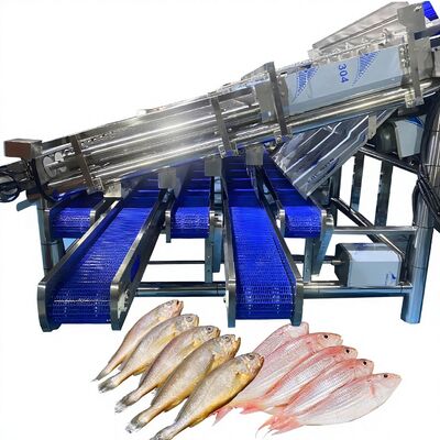 Buon prezzo Macchina di taglio delle sardine a grande rendimento con 12 rulli Linea automatica di classificazione delle sardine Macchina di classificazione dei pesci a rulli in linea