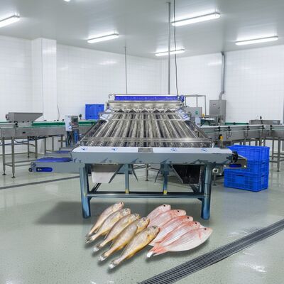 Buon prezzo Grandi capacità Piccole pesce Grading Machine Zolim Piccole pesce classificatore di alta qualità Piccole pesce Sortatore 4.4kw classificatore automatico di pesce in linea