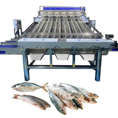 Buon prezzo Convogliatore di plastica Saury Sorting Machine Yellow Croaker Sorting Machine Zolim Fish Grading Machine per la fabbrica di pesce in linea