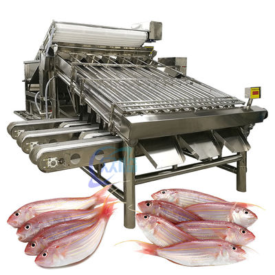 Buon prezzo Macchina industriale SUS304 per la classificazione dei pesci, Multiscene per la classificazione dei frutti di mare in linea