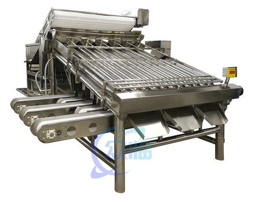 Buon prezzo Macchine di classificazione dei gamberetti multiscene per la classificazione dei pesci in linea