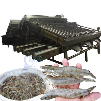 Macchine per la classificazione dei gamberetti multifunzionali