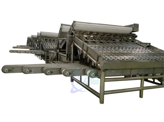 Buon prezzo 380V 50Hz Macchina per la selezione dei frutti di mare, Multiscene Shrimp Sizing Machine in linea