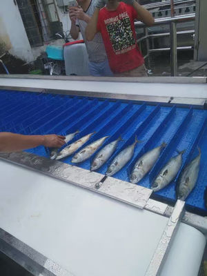 Buon prezzo Macchina automatica ISO per il taglio del pesce Multiscene 1550x800x1450mm in linea