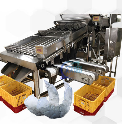 Buon prezzo Macchina per la classificazione dei gamberetti per la lavorazione dei frutti di mare 6000x3200x2200mm Stabile in linea