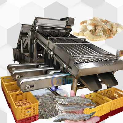 Buon prezzo 4.9KW SUS304 Macchina di classificazione dei gamberetti Automatica per la classificazione delle dimensioni dei pesci in linea