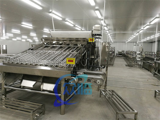 Buon prezzo Classificazione dei pesci commerciali per pesci pelagici in linea