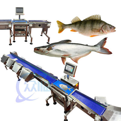 62m/min Especialità Pesce Peso classificatore Pesce in diretta Peso macchina di classificazione Controllo informatico