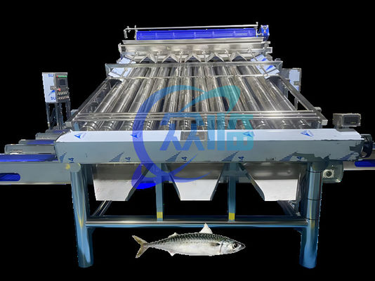 Buon prezzo Macchina di classificazione delle sardine di grande capacità Macchina di classificazione delle sardine 4,9 kW in linea