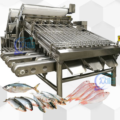 Buon prezzo Grande produzione di classificazione del pesce intero con 18 rulli macchina di selezione del pesce intero e pesce dimensione in linea