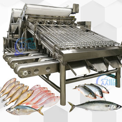 Buon prezzo Acciaio inossidabile 304 Giallo Croaker Grader 12pcs Roller Sardine Mackerel Grader in linea