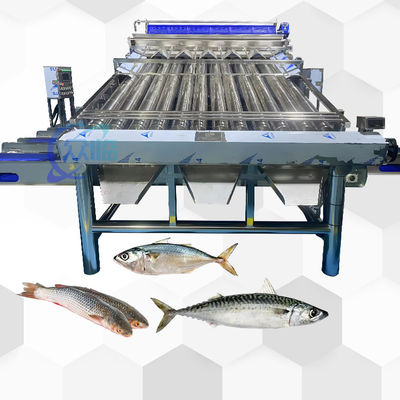Buon prezzo Good Effect Fish Roller Grader per pesce pelagico Roller Sorting Machine e pesce dimensionamento in linea