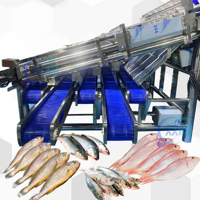 Buon prezzo Macchina di taglio delle sardine a grande rendimento con 12 rulli in linea