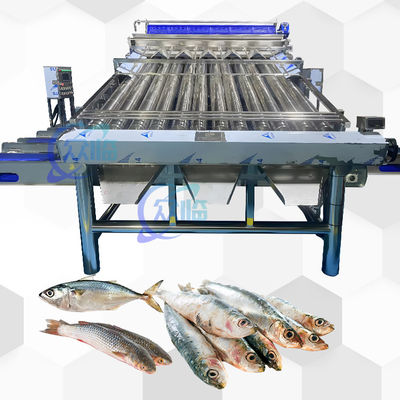 Buon prezzo SUS 304 Macchine per la classificazione dei pesci Macchine automatiche per la misurazione dei pesci Industria durevole in linea