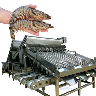 Buon prezzo Classificatore automatico di pesce veloce Classificatore di dimensioni di gamberetti in linea