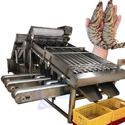 Macchine per la classificazione dei gamberetti
