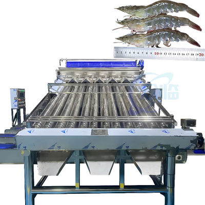 Buon prezzo Linea di deposizione completamente automatica di gamberetti per la lavorazione dei gamberi in linea