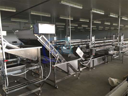 Buon prezzo Macchina di pulizia a bolle completamente automatica per gamberetti, macchina di pulizia di frutta e verdura industrializzata ad alta efficienza in linea