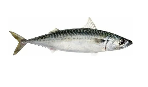 Buon prezzo Quattro stili di pesci pelagici automatici per la classificazione e la classificazione di piccoli pesci in linea