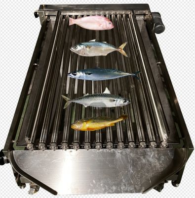 Capacità 5-10T/H Macchina di selezione automatica di pesce, dimensionamento di pesci piccoli e classificazione dell'oceano