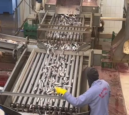 Buon prezzo 4 modelli Automatica di classificazione dei pesci e di classificazione dei piccoli pesci linea con 5-10T / h in linea