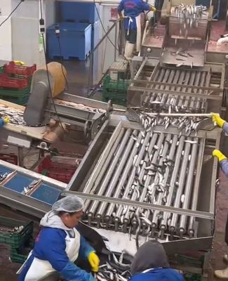 4 Stili Macchina automatica di classificazione dei pesci e linea di classificazione dei pesci piccoli con 5-10T / h