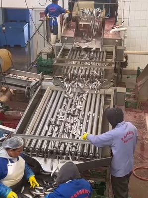 Buon prezzo Quattro modelli Linea automatica di lavorazione del pesce e linea di selezione del pesce piccolo con 5-10T / h in linea