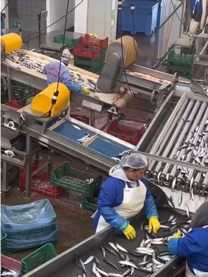 Quattro stili macchina automatica per la classificazione delle sardine e per la classificazione dei pesci piccoli