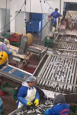 Buon prezzo Macchine automatiche di pesce di alta qualità e linea di selezione dei piccoli pesci con 5-10T / h in linea