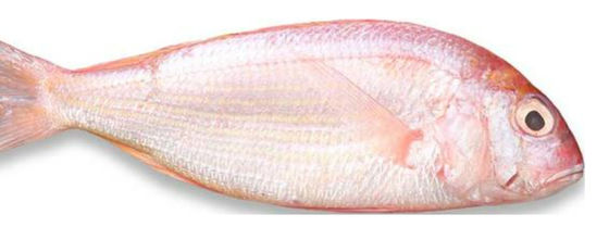 Buon prezzo Quattro modelli classificatore automatico di pesce e pesce marino di sorgo, taglio di sgombro di alta qualità in linea