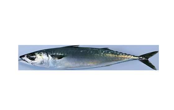 Buon prezzo Quattro stili macchina automatica per la classificazione del pesce e la classificazione delle sardine con alta velocità in linea