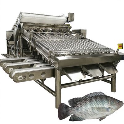 Buon prezzo Grader di tilapia ad alto rendimento 4,9kw Fish Roller Sorter Mackerel Sorting Machine Mackerel Roller Sizing Equipment for Seafood in linea