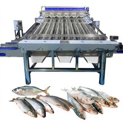 Buon prezzo 18pcs Roller SS304 Piccolo pesce Sorting Machine Piccola linea di classificazione dei pesci Pesce Sizing Machine Pesce Roller Grader in linea