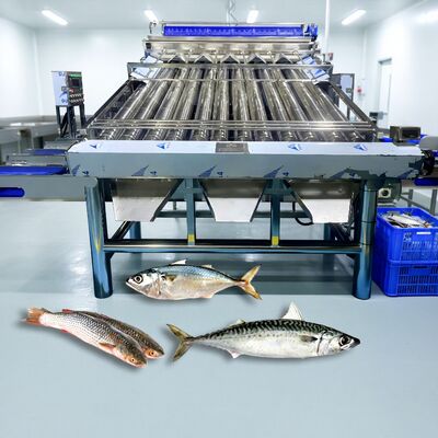 Buon prezzo Acciaio inossidabile 304 Sortitore di pesci a rulli Croaker Grader Zolim Sortitore di sardine Sortitore di sgombri Piccolo pesce Sizing Machine in linea