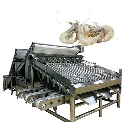 Buon prezzo Selezionatore pratico del gamberetto SUS304, selezionatore del gamberetto della macchina di dimensionamento del gamberetto di capacità elevata della selezionatrice del gamberetto di anti corrosione in linea