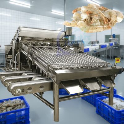 Buon prezzo Macchina per la selezione dei gamberetti industriali per la lavorazione dei gamberetti in linea