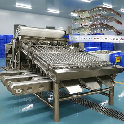 Buon prezzo Anti corrosione macchina per la classificazione dei gamberetti Zolim calibratrice per gamberetti Attrezzatura per lo smistamento dei gamberetti 4.9KW Macchina per la lavorazione dei gamberetti in linea