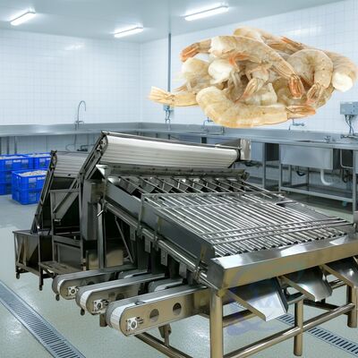 Buon prezzo Macchina di classificazione dei gamberetti a rulli durevole 1500kg-2000kg/h Sortitore di gamberetti a rulli ad alto livello di stabilità Macchina di dimensionamento dei gamberetti a rulli per frutti di mare in linea