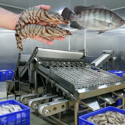Buon prezzo Selezionatrice durevole per pesci da 4.9KW per gamberetti per piante di frutti di mare Linea automatica di dimensionamento dei gamberetti Zolim Fish Grader in linea