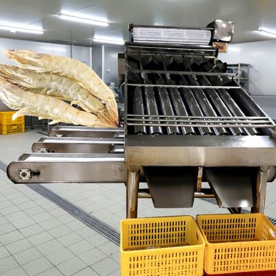 Buon prezzo 4.9KW Roller Shrimp Sorter SUS304 Shrimp Grading Machine Zolim Automatic Shrimp Grader Miglior macchina di taglio di gamberetti per frutti di mare in linea