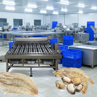 Buon prezzo Macchina di taglio gamberetti in acciaio inossidabile 4.9kw Maglietta di selezione gamberetti per la lavorazione dei frutti di mare Zolim Maglietta di selezione gamberetti in linea