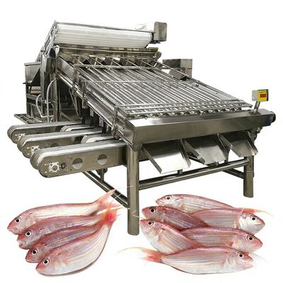 Buon prezzo Efficiente selezionatrice per pesci Calibratrice per pesci e macchina specifica per pesci Selezionatrice per pesci da 1000 kg-1200 kg per la lavorazione del pesce in linea