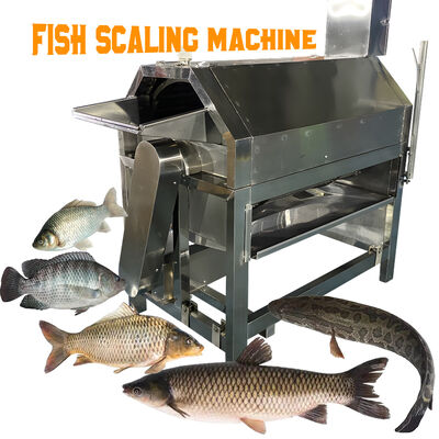 Buon prezzo Apparecchiature per la lavorazione del pesce in acciaio inossidabile Macchine per raschiare le scaglie di pesce Apparecchiature per il taglio delle scaglie di pesce Macchine elettriche per la descalazione in linea